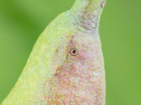 Poire - Charançon de la pomme (Anthonomus quadrigibbus)_4