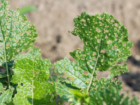 Chou frisé - Altise des crucifères (Phyllotreta cruciferae)_2