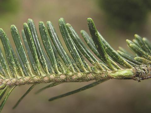 Arbres de Noël (sapins) - Tétranyque de l'épinette (Oligonychus ununguis)_1