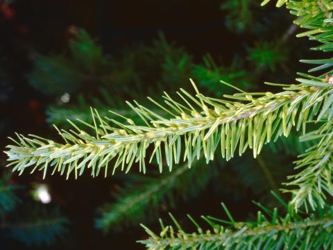 Arbres de Noël (sapins) - Cécidomyie du sapin (Paradiplosis tumifex)_1