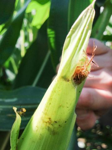 Maïs sucré - Chrysomèle des racines du maïs de l'ouest (Diabrotica virgifera virgifera)_1