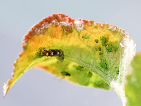 Aronie à fruits noirs - Puceron des spirées (Aphis spiraecola)_1