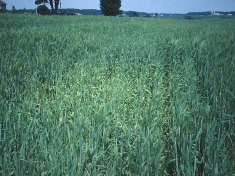 Orge - Carence en manganèse