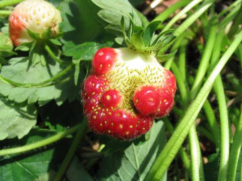 Fraise - Problème variétal