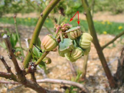 Bleuet en corymbe - Virus des feuilles en lacet du bleuet (BSSV)