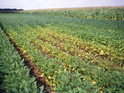 Soya - Drainage insuffisant (asphyxie racinaire)