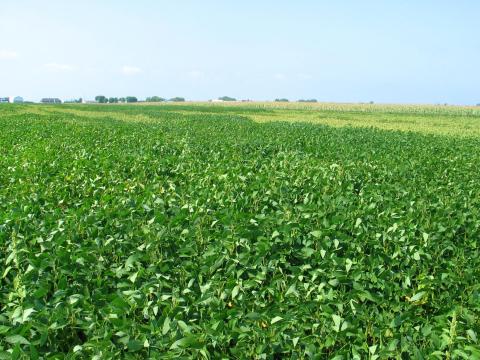 Soya - Manque d'eau et sécheresse