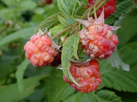 Framboise - Excès d'eau et de pluie