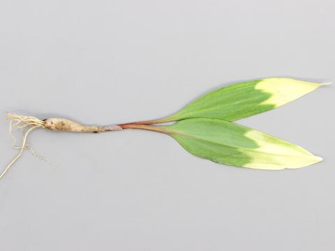 Ail des bois - Gel printanier et écarts de température (jour/nuit)