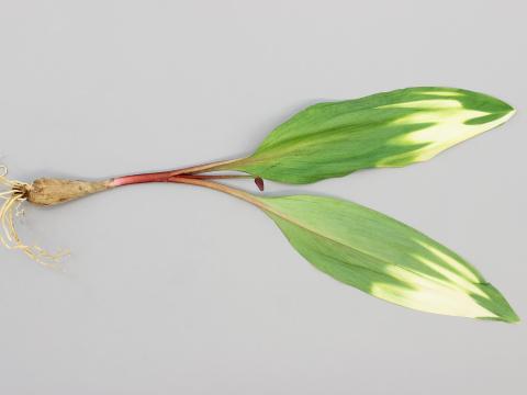 Ail des bois - Gel printanier et écarts de température (jour/nuit)