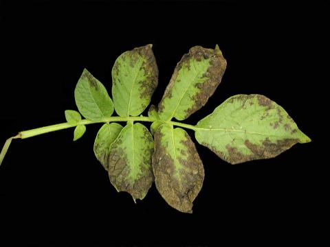 Pomme de terre - Polluant gazeux