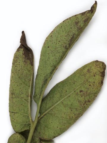 Pomme de terre - Polluant gazeux