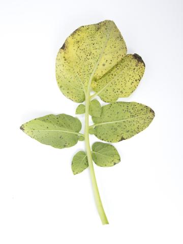 Pomme de terre - Polluant gazeux