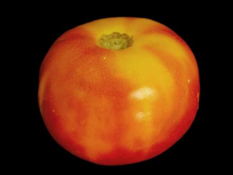 Tomate - Collet jaune