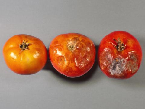 Tomate - Microfissures