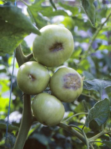 Tomate - Carence en calcium