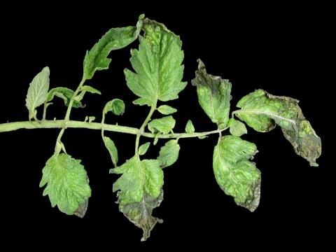 Tomate - Carence en calcium