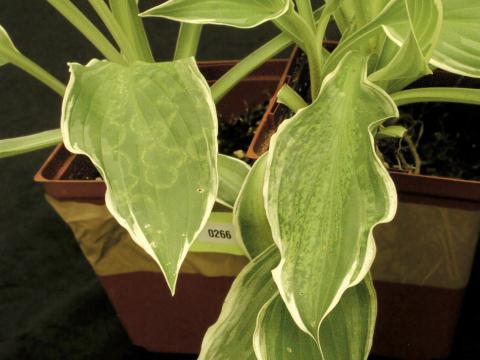 Hostas - Virus de la mosaïque du concombre (CMV)