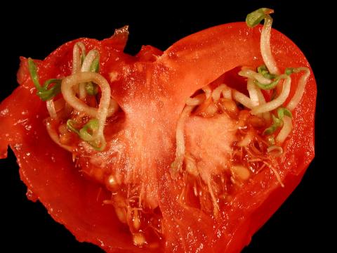 Tomate - Désordre physiologique