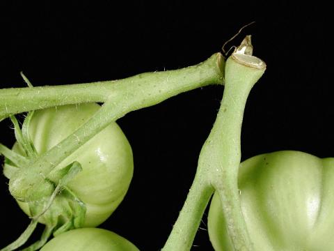 Tomate - Excès de vigueur des tiges