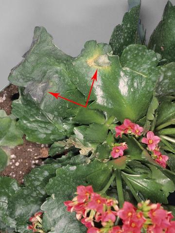 Kalanchoés - Virus de la tache nécrotique de l'impatiente (INSV)