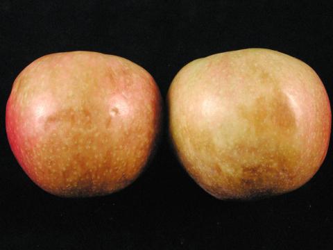 Pomme - Échaudure