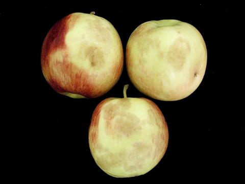 Pomme - Échaudure