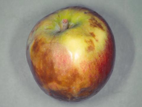 Pomme - Échaudure