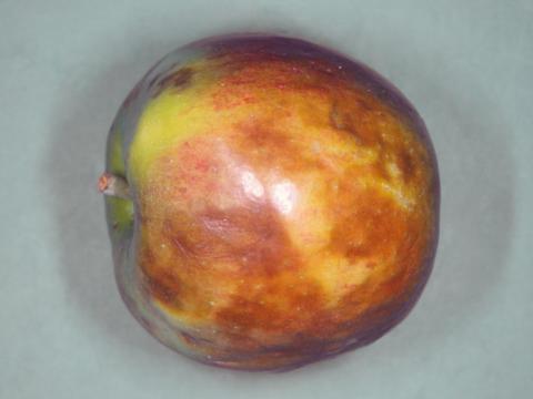 Pomme - Échaudure