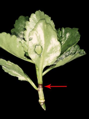 Kalanchoés - Virus de la tache nécrotique de l'impatiente (INSV)