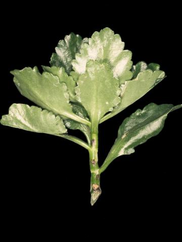 Kalanchoés - Virus de la tache nécrotique de l'impatiente (INSV)