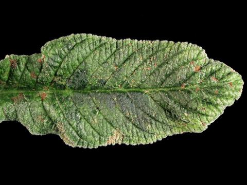 Streptocarpes - Virus de la tache nécrotique de l'impatiente (INSV)