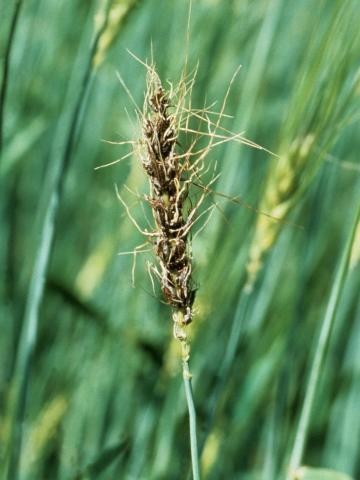 Blé - Charbon nu (Ustilago tritici)_1