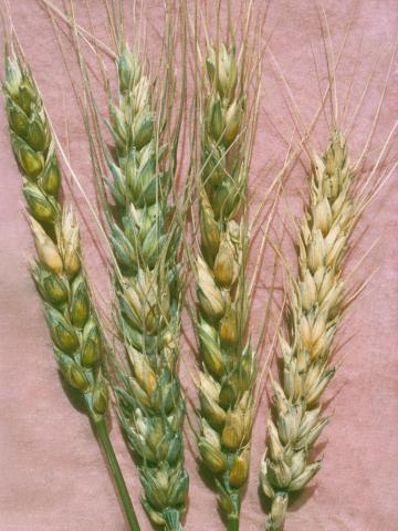 Blé - Fusariose de l'épi (Fusarium graminearum)_2