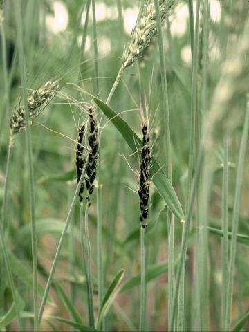 Blé - Charbon nu (Ustilago tritici)_3