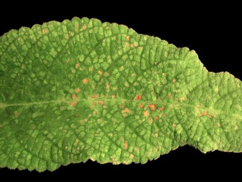 Streptocarpes - Virus de la tache nécrotique de l'impatiente (INSV)