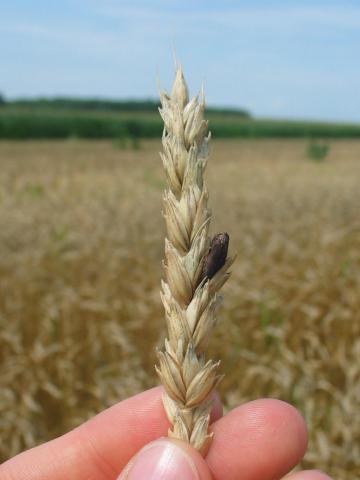 Blé - Ergot (Claviceps purpurea)_2