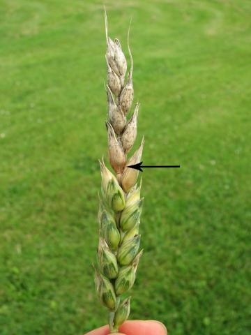 Blé - Fusariose de l'épi (Fusarium graminearum)_4