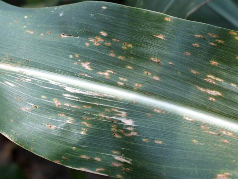 Maïs grain et fourrager - Rouille commune (Puccinia sorghi)