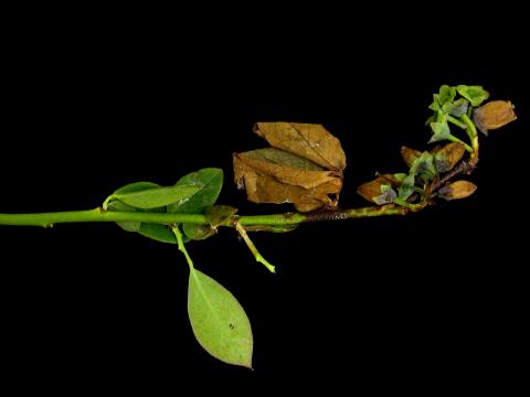 Bleuet en corymbe - Moisissure grise (Botrytis cinerea)