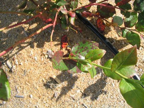 Bleuet en corymbe - Rouille de la pruche (Naohidemyces vaccinii)