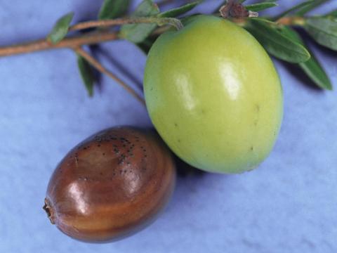 Canneberge - Pourriture des baies (Phyllosticta vaccinii)