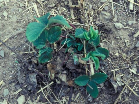 Fraise - Stèle rouge (Phytophthora fragariae var. fragariae)