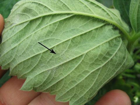 Fraise - Blanc (Sphaerotheca macularis)