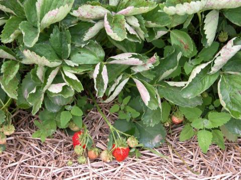 Fraise - Blanc (Sphaerotheca macularis)