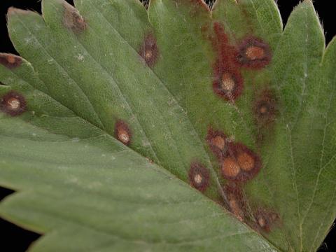 Fraise - Tache commune (Ramularia brunnea)