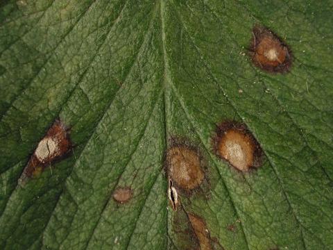 Fraise - Tache commune (Ramularia brunnea)