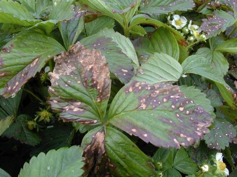 Fraise - Tache commune (Ramularia brunnea)