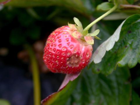 Fraise - Anthracnose (Colletotrichum acutatum)