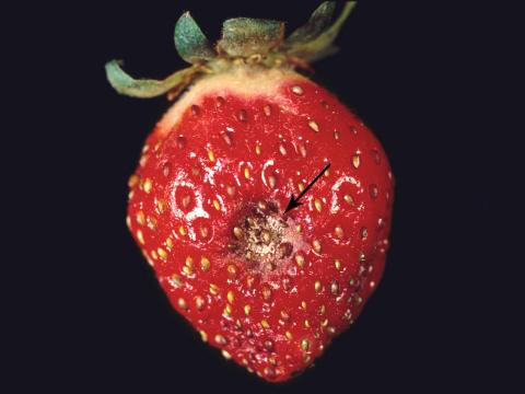 Fraise - Anthracnose (Colletotrichum acutatum)